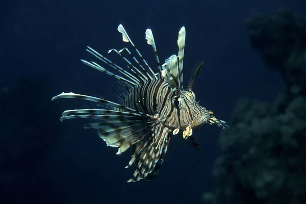 Red Fire Fish Red Sea — Stock Photo, Image