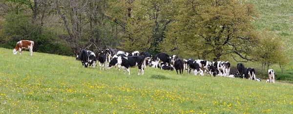 Vacas Paisagem Natural Foco Seletivo — Fotografia de Stock