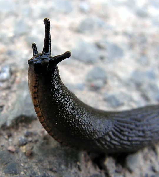 Gasteropode Sgusciato Lumaca Animale — Foto Stock