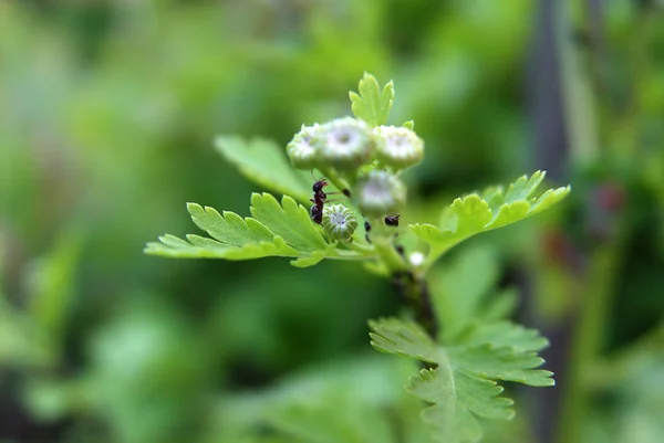 Vue Rapprochée Insecte Nature — Photo