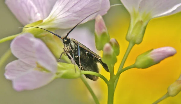 Dynax 80Mm Près Objectif Dioptrine — Photo