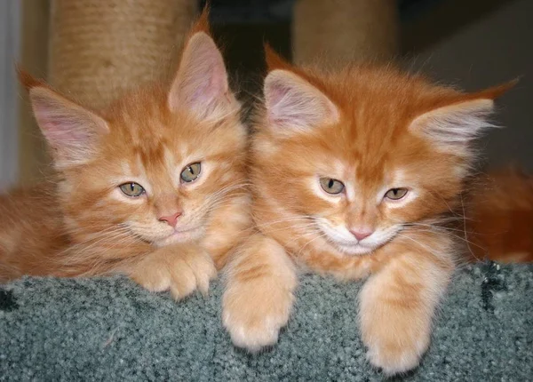 Chats Domestiques Foyer Sélectif — Photo