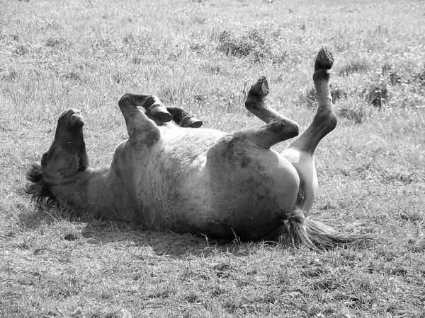 Comme Cheval Avait Couchait Immédiatement Sur Sol — Photo