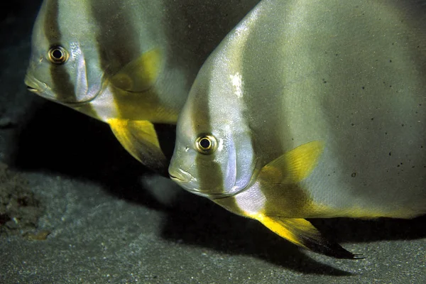 Batfish Mer Rouge Dans Quseir Egypte — Photo