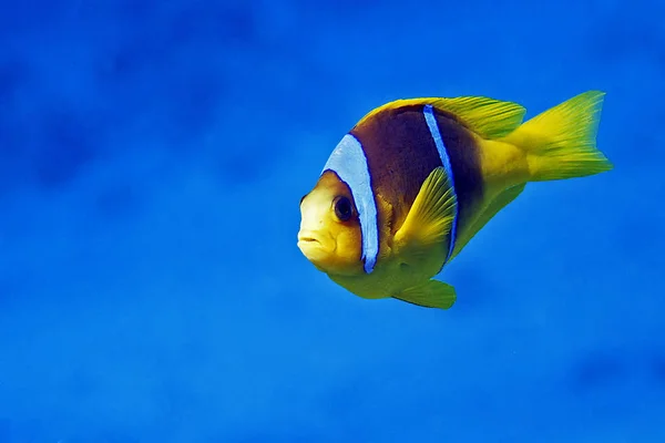 Pez Payaso Arrecife Submarino Con Peces —  Fotos de Stock