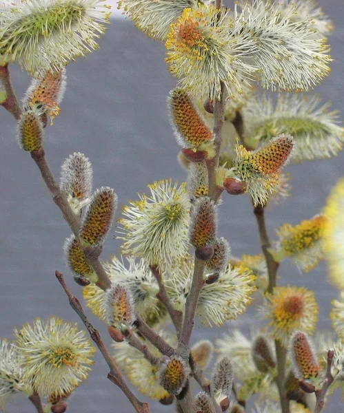 Pussy Willow Spring Catkin — Stockfoto