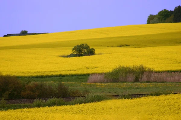 Agricultura Campo Violación Plantas Amarillas —  Fotos de Stock