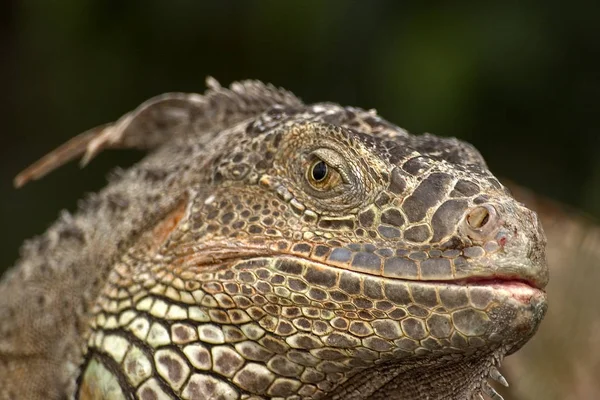 Lucertola Iguana Predatore Animale — Foto Stock