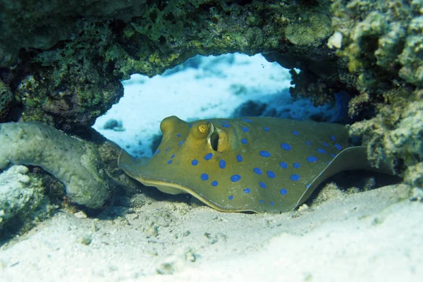 クワイア エジプトの紅海に含まれる — ストック写真