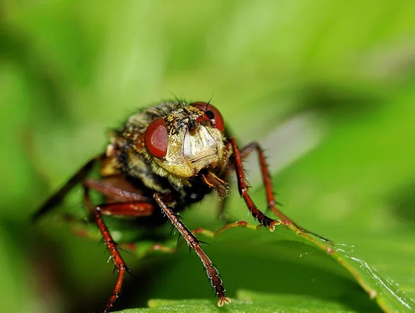 Primer Plano Error Naturaleza Salvaje — Foto de Stock