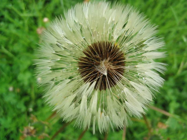 Closeup View Natural Dandelion Fleur — Photo