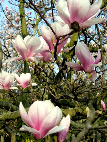 Magnolia Fleurs Floraison Flore Printemps Pétales — Photo