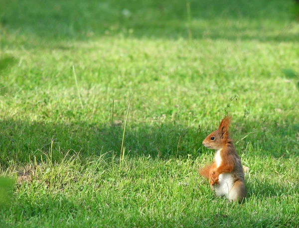 Lindo Animal Ardilla Divertido Roedor — Foto de Stock