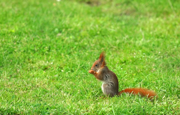 Flore Faune Écureuil Rongeur Écureuil Pelucheux — Photo