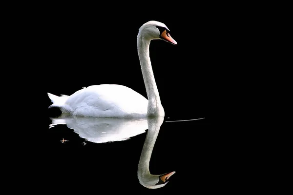 Vista Panorâmica Cisne Majestoso Natureza — Fotografia de Stock