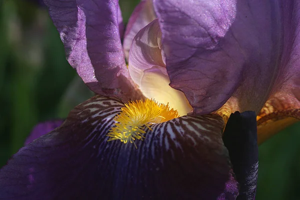 Malebný Pohled Krásné Duhovky Květiny — Stock fotografie