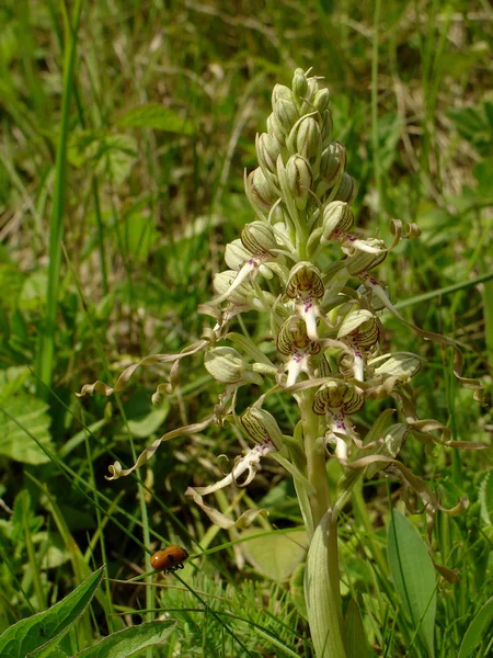 One Native Orchids Flowers April July — Stock Photo, Image