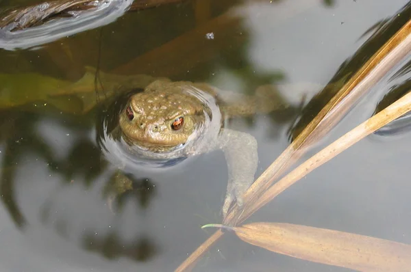 Amphibien Animal Grenouille Sauvage — Photo