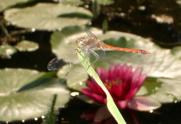 Rovar Szitakötő Odonata Légy — Stock Fotó