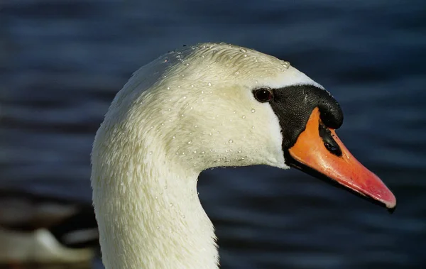 Sigma 180 Macro Apertura 180S Dzięki Chwilę Odpoczynku Drogi Schwan — Zdjęcie stockowe