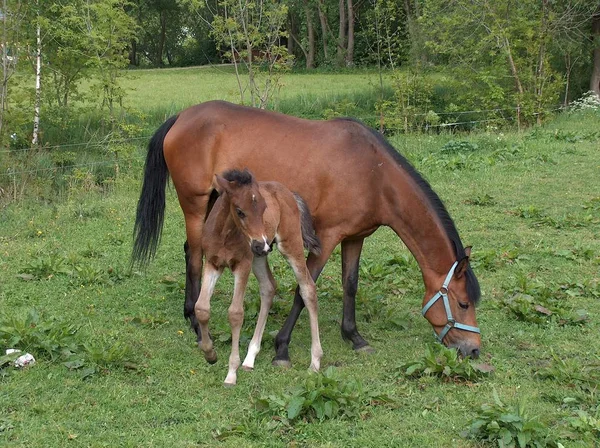 Lovak Nappal Szabadban — Stock Fotó