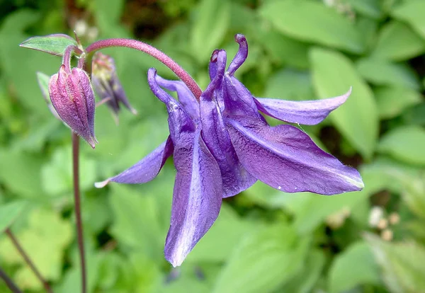 この植物の名前を教えてくれたWinniのおかげで — ストック写真