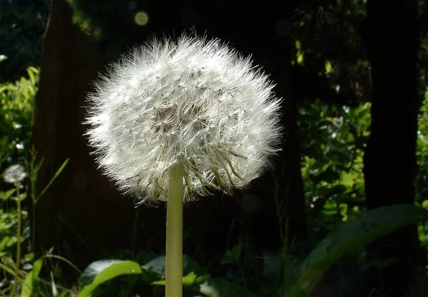 Dandelion Campo Flor Bochecha Selvagem — Fotografia de Stock