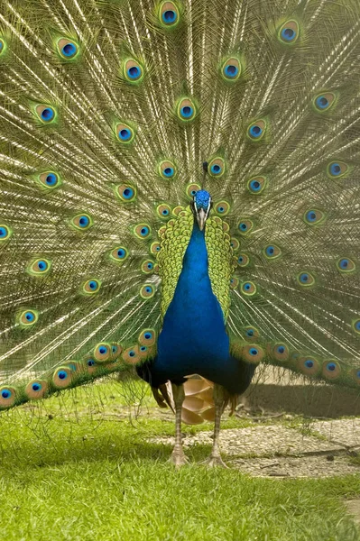 Vista Panorámica Hermoso Pájaro Naturaleza — Foto de Stock