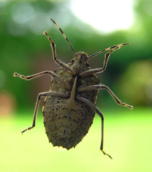 Close Bug Natureza Selvagem — Fotografia de Stock