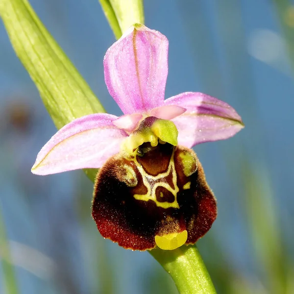 Bumblebee Uma Espécie Muito Rara Orchid Switzerland Desafio Desta Pintura — Fotografia de Stock