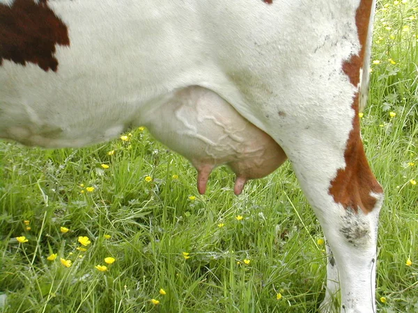 自然景观中的奶牛 有选择的焦点 — 图库照片