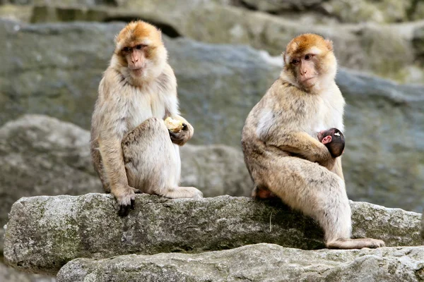 Jungtiere Selektiver Fokus — Stockfoto