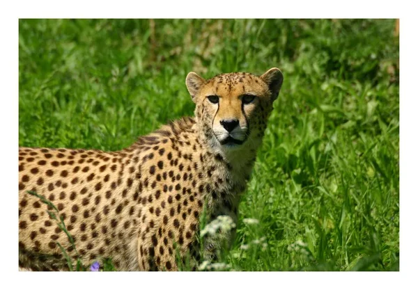 Großaufnahme Von Tier Zoo — Stockfoto