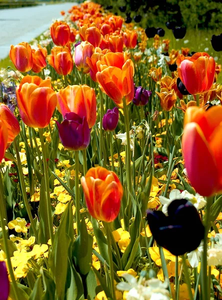 Frühlingsflora Und Laub Tulpenblütenblätter — Stockfoto