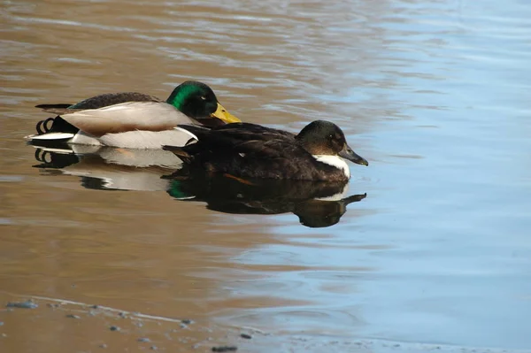 Vogelbeobachtung Enten Wilder Natur — Stockfoto