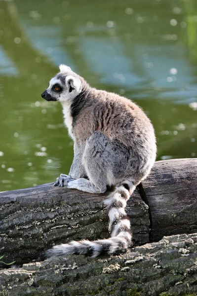 動物園での動物の閉鎖 — ストック写真