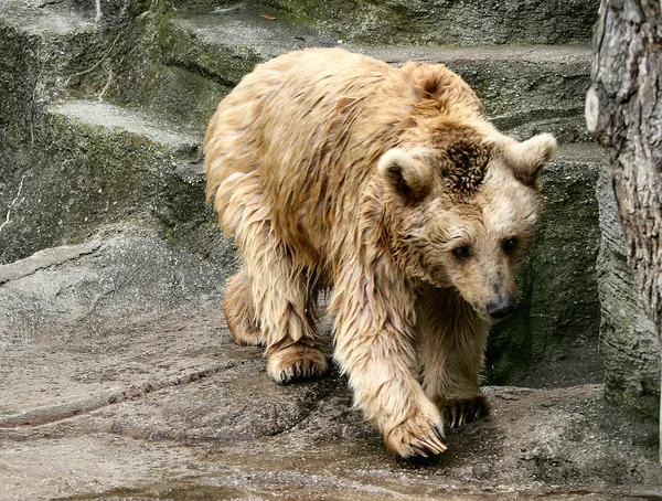 Zbliżenie Zwierząt Zoo — Zdjęcie stockowe