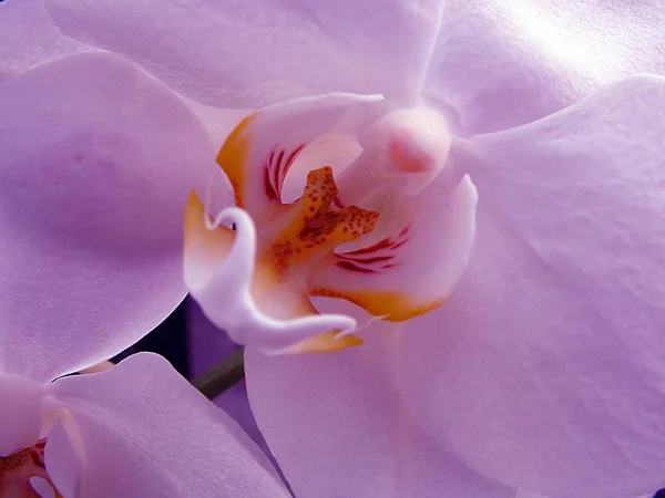 Płatki Kwiatów Storczyka — Zdjęcie stockowe