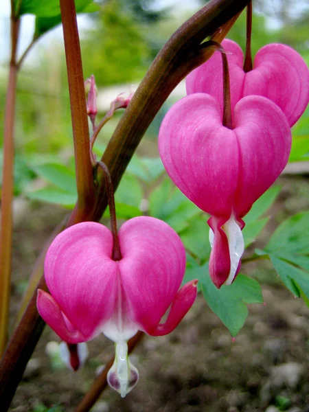 Rosa Gråt Hjärta Blomma — Stockfoto