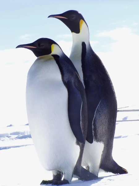Auf Einer Eisscholle Der Antarktis Das Bild Wurde Mit Einer — Stockfoto