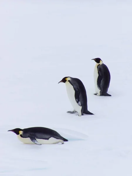 Este Retrato Foi Feito Exame Uma Pesquisa Antártica Curso — Fotografia de Stock