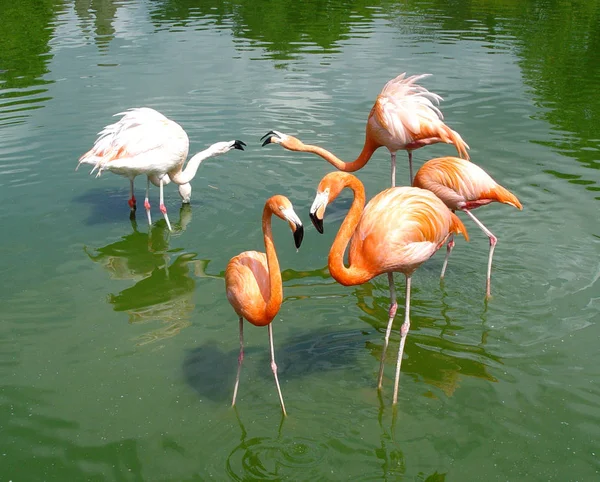 Flamingo Sfondo Uccello Naturale — Foto Stock