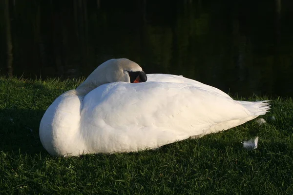 this swan i have seen in the garden of nymphenburg palace,he did not let the visitors troublemakers.