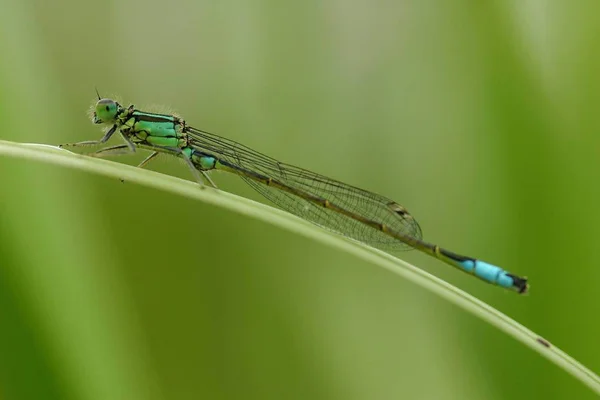 Close Macro View Van Libelle Insect — Stockfoto