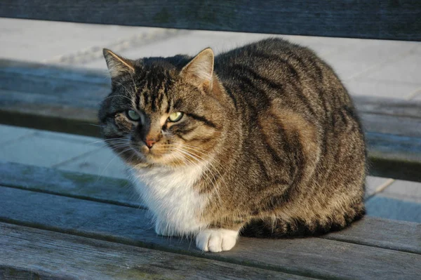 Neşeli Komik Kedi Hayvan Evcil Hayvan Konsepti — Stok fotoğraf