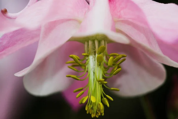 Pétalas Flores Columbine Capota Grannys Columbine — Fotografia de Stock