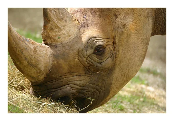 African Animal Rhino Creature Fauna — Stock Photo, Image