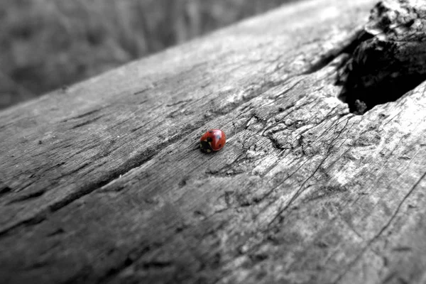 Bug Vermelho Com Pontos Ladybug — Fotografia de Stock