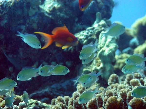 Морская Жизнь Подводное Фото — стоковое фото