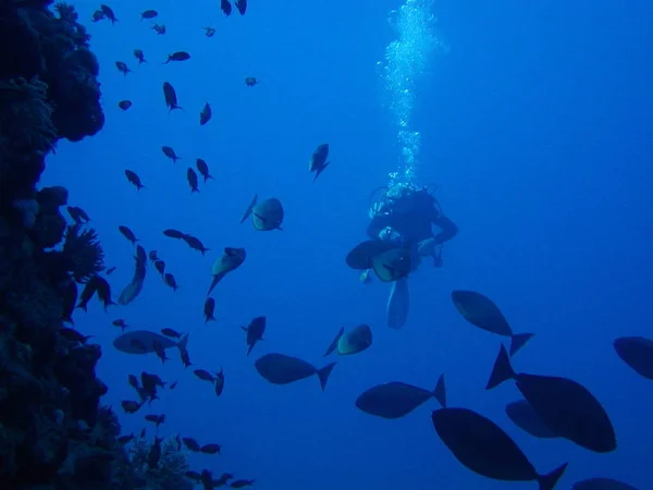 Fischschwarm Rotes Meer — Stockfoto